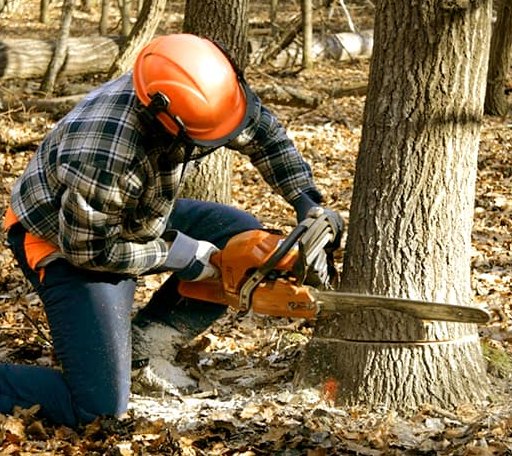Tree Removal in Dill City, OK